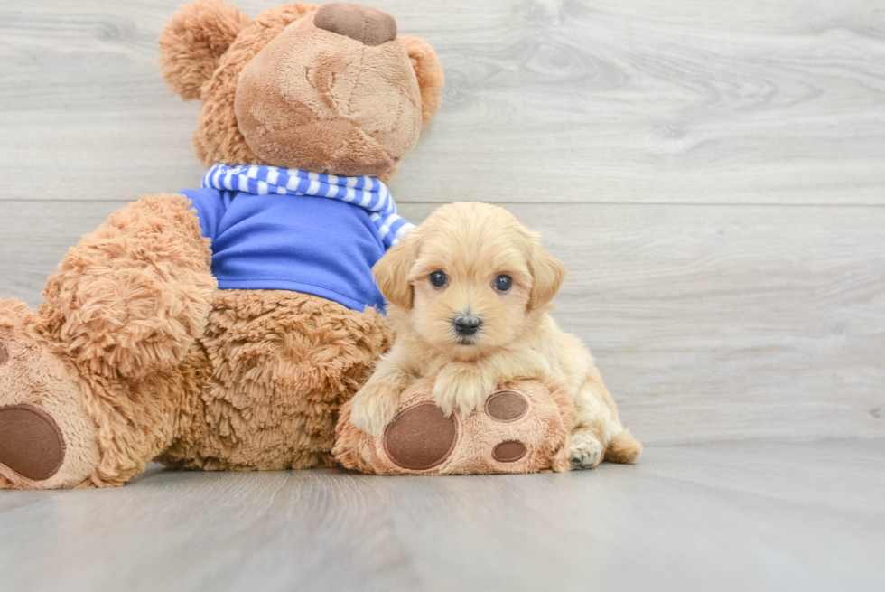 Maltipoo Pup Being Cute