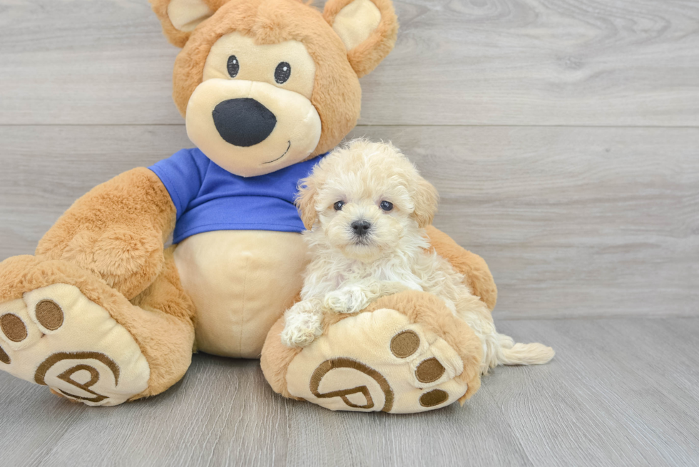 Adorable Maltese Poodle Poodle Mix Puppy