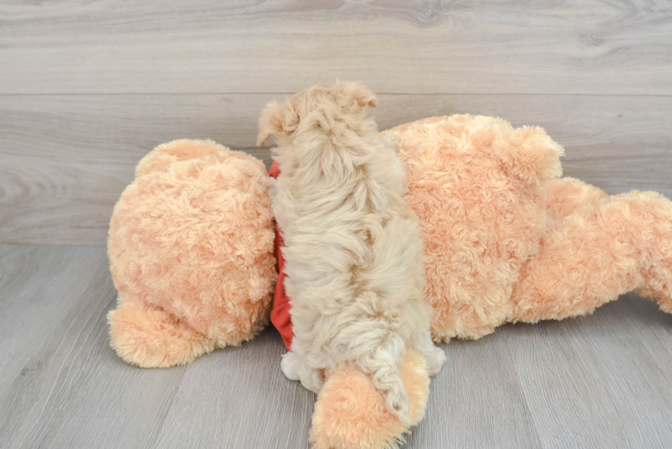 Best Maltipoo Baby