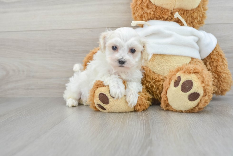 Adorable Maltese Poodle Poodle Mix Puppy