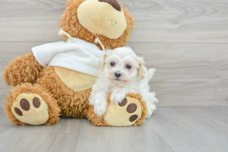 Maltipoo Pup Being Cute