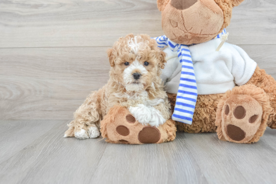 Hypoallergenic Maltepoo Poodle Mix Puppy