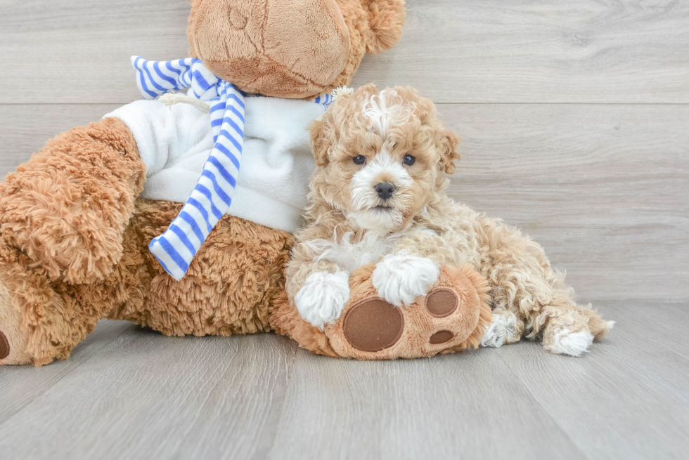 Maltipoo Puppy for Adoption