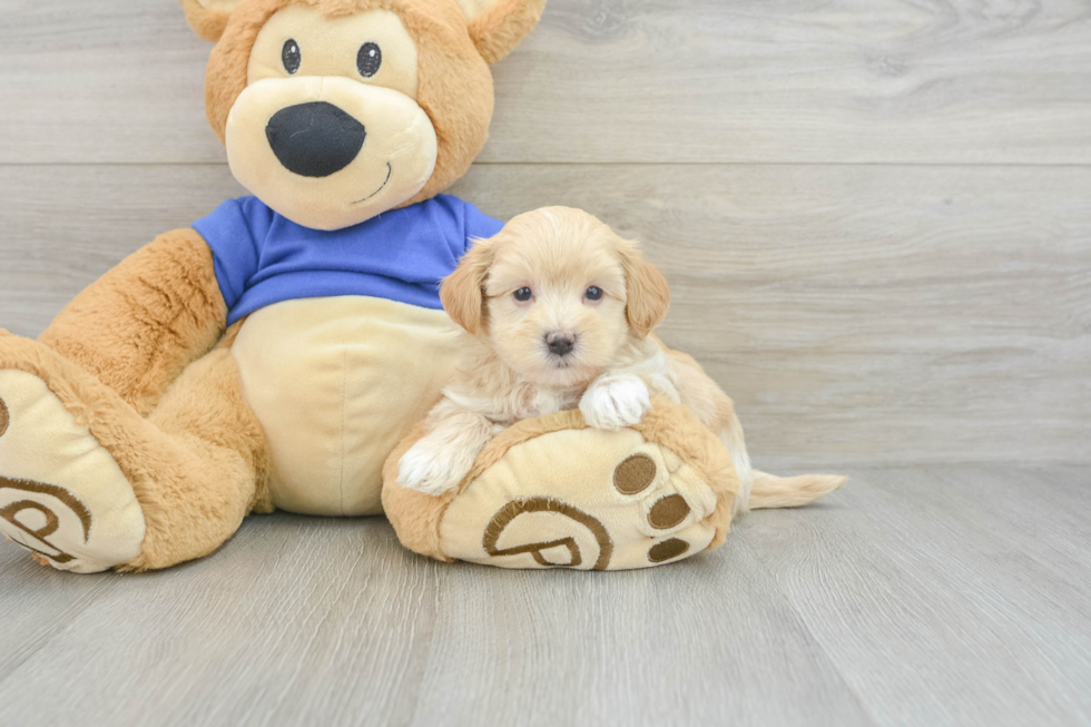 Maltipoo Pup Being Cute