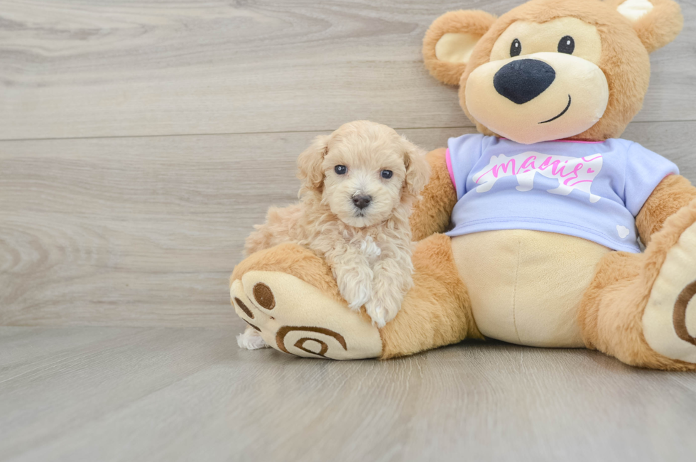 5 week old Maltipoo Puppy For Sale - Premier Pups