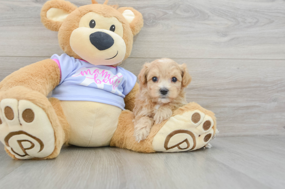 5 week old Maltipoo Puppy For Sale - Premier Pups