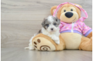 Fluffy Maltipoo Poodle Mix Pup