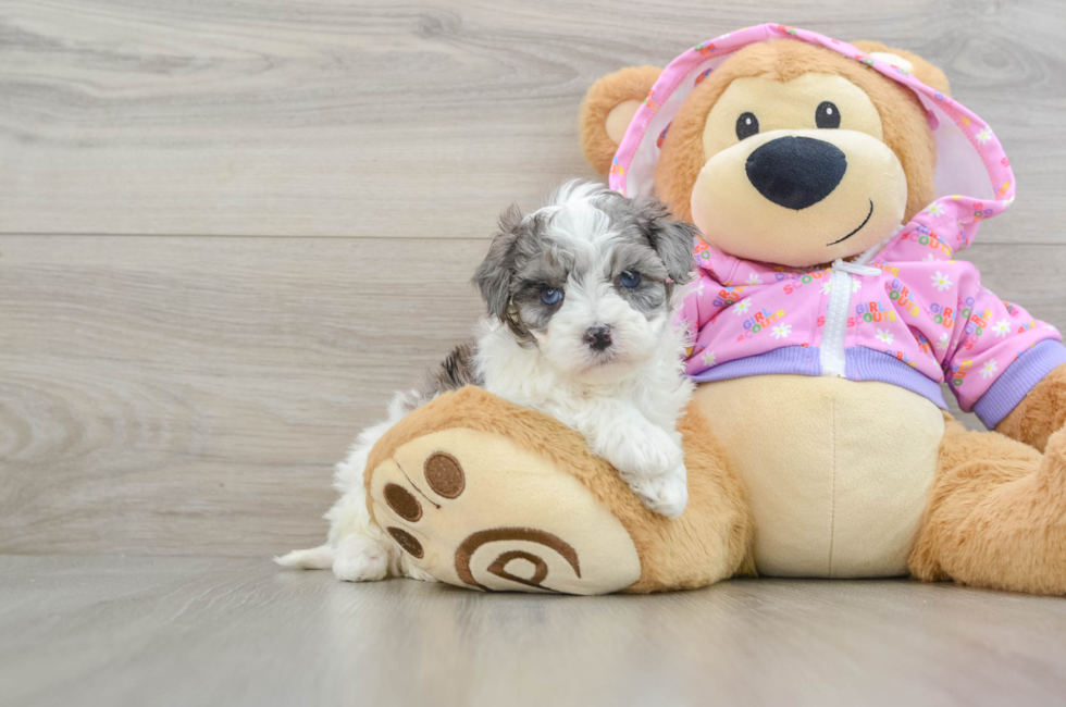 5 week old Maltipoo Puppy For Sale - Premier Pups