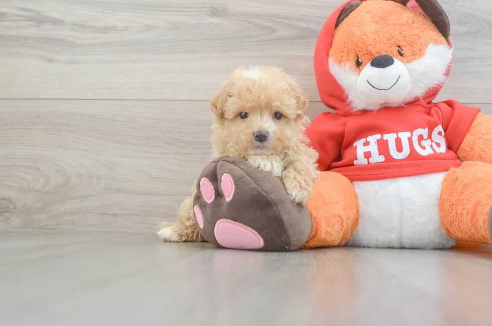 5 week old Maltipoo Puppy For Sale - Premier Pups