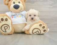 8 week old Maltipoo Puppy For Sale - Premier Pups
