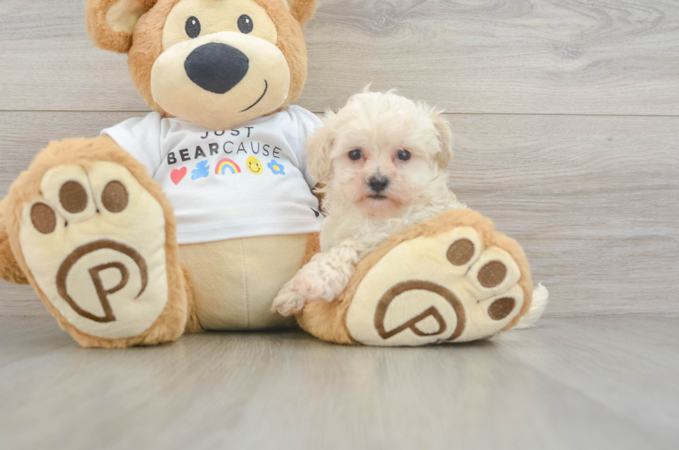 7 week old Maltipoo Puppy For Sale - Premier Pups
