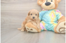 Maltipoo Pup Being Cute