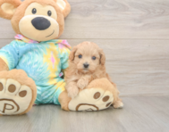 8 week old Maltipoo Puppy For Sale - Premier Pups