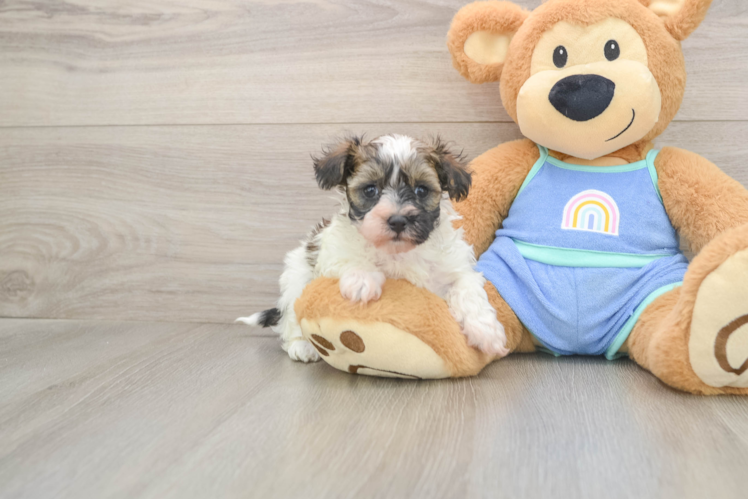 Maltipoo Pup Being Cute