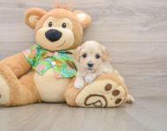 8 week old Maltipoo Puppy For Sale - Premier Pups