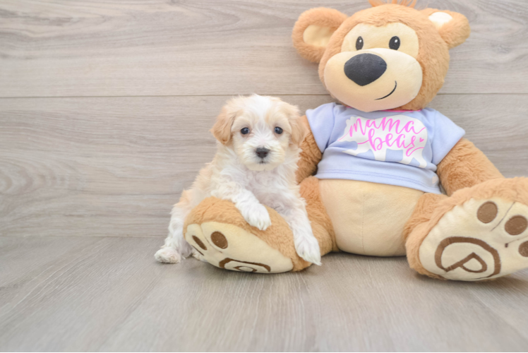 Friendly Maltipoo Baby