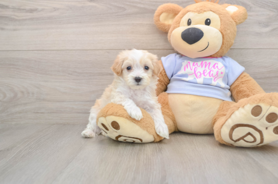 Friendly Maltipoo Baby