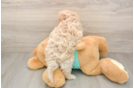 Hypoallergenic Moodle Poodle Mix Puppy