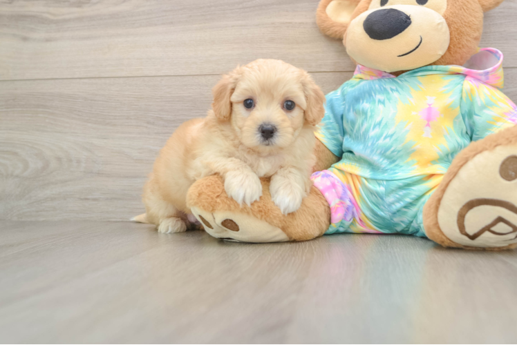 Maltipoo Puppy for Adoption