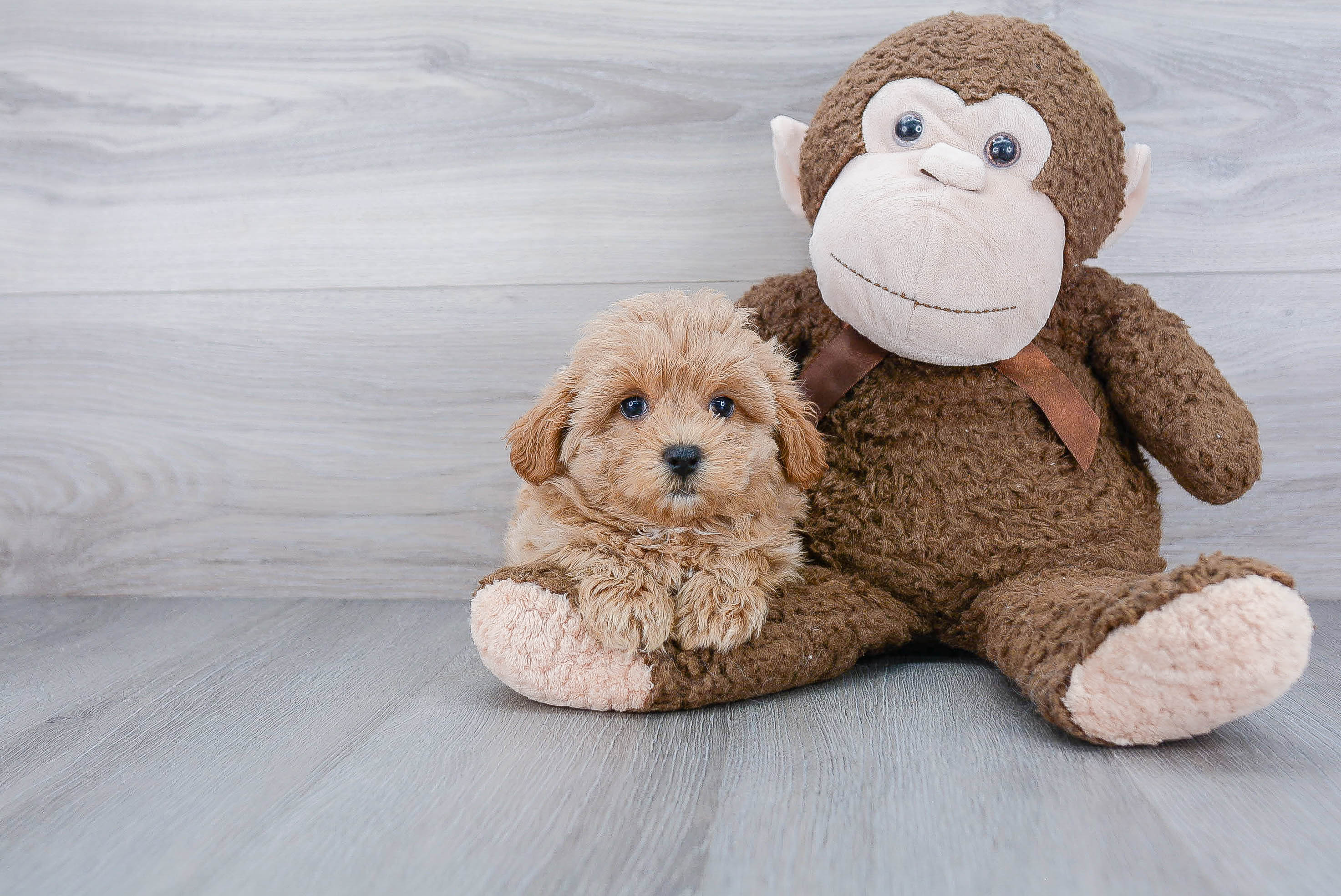 Best Maltipoo Baby