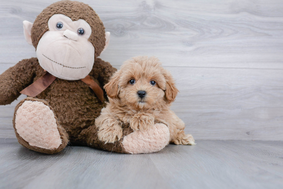 Petite Maltipoo Poodle Mix Pup