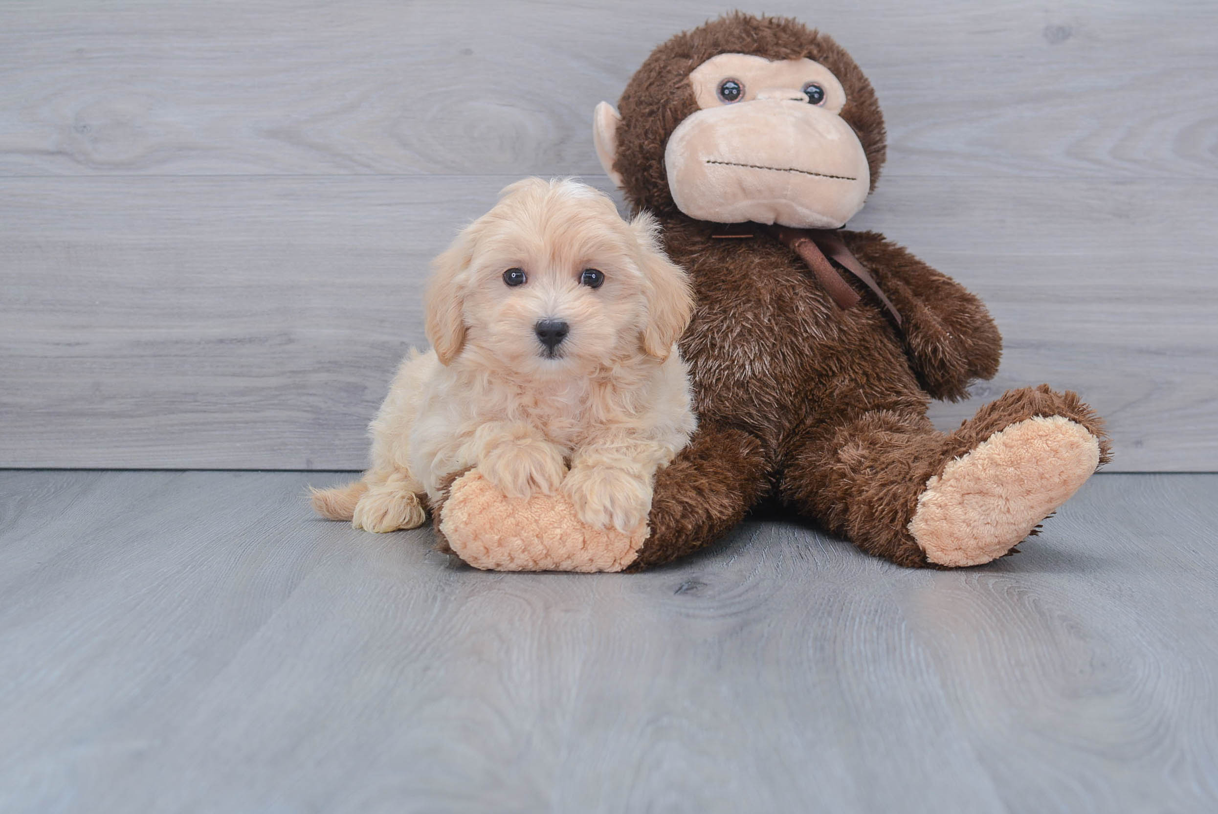 Maltipoo Pup Being Cute