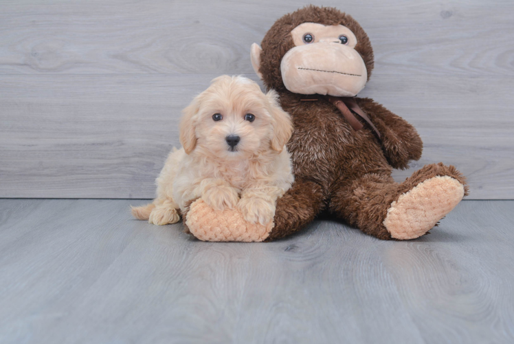 Maltipoo Pup Being Cute