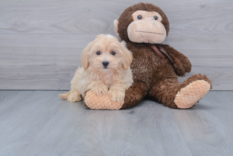 Maltipoo Pup Being Cute