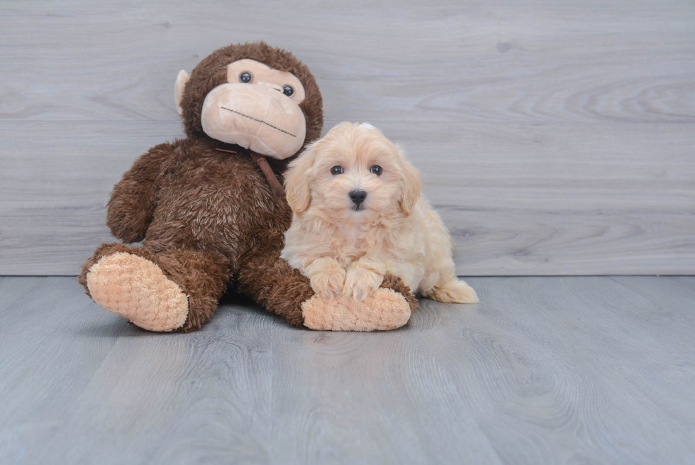 Maltipoo Pup Being Cute