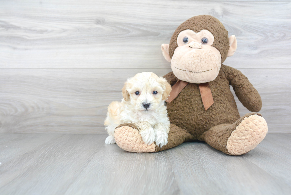 Popular Maltipoo Poodle Mix Pup