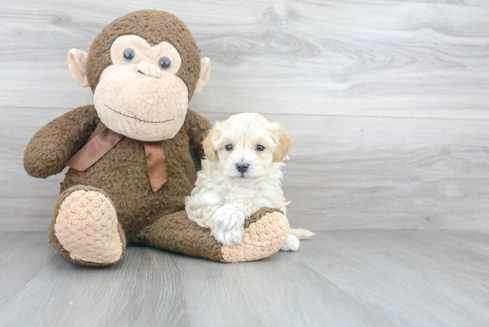 Cute Maltipoo Baby