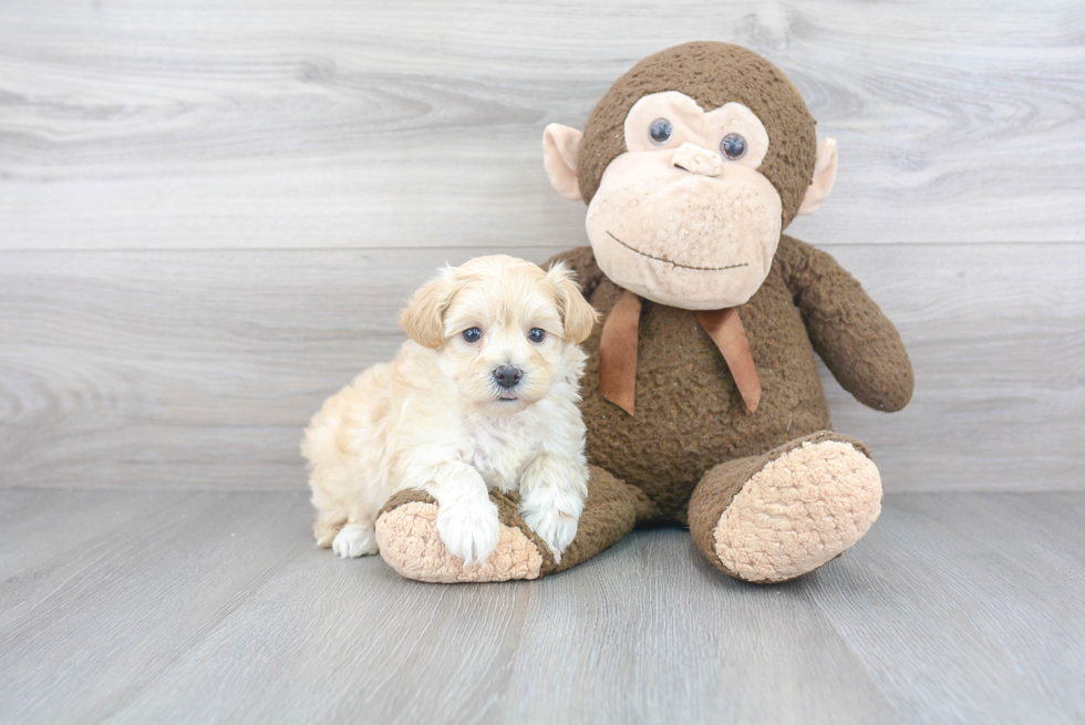 Hypoallergenic Maltepoo Poodle Mix Puppy
