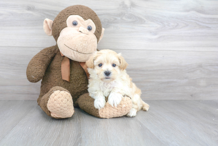 Popular Maltipoo Poodle Mix Pup
