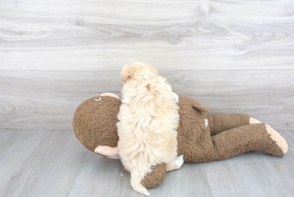 Best Maltipoo Baby