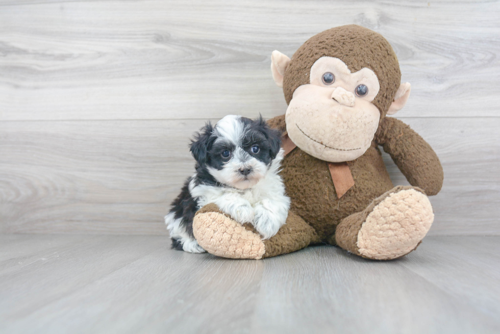 Funny Maltipoo Poodle Mix Pup