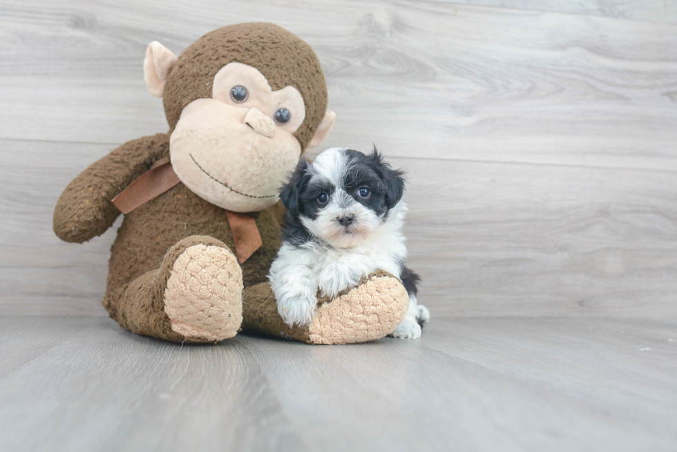 Maltipoo Pup Being Cute