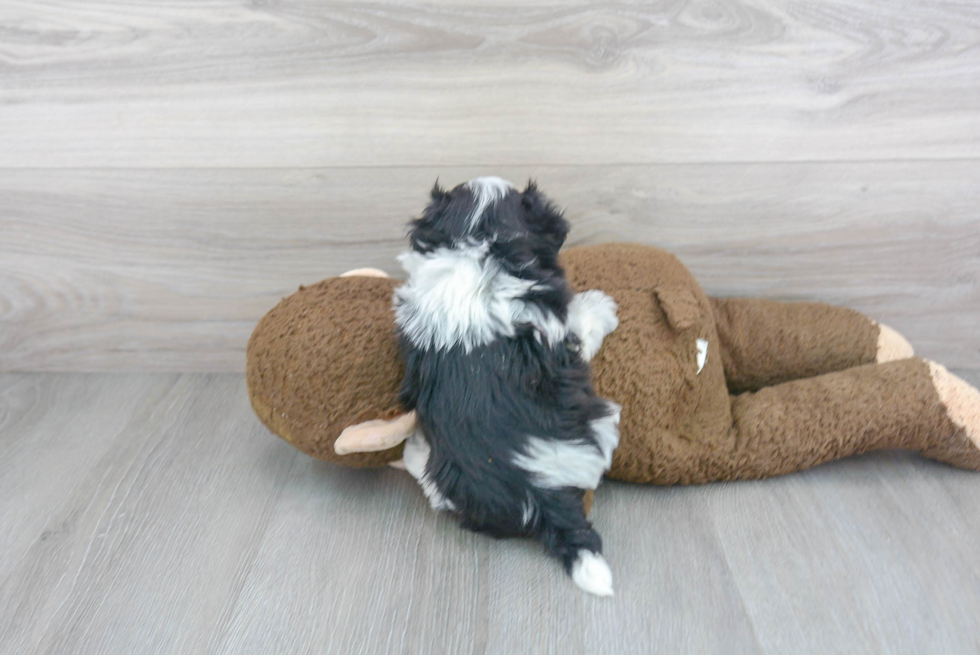 Playful Maltese Poodle Poodle Mix Puppy