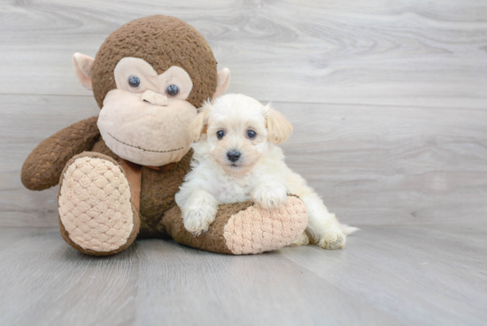 Funny Maltipoo Poodle Mix Pup