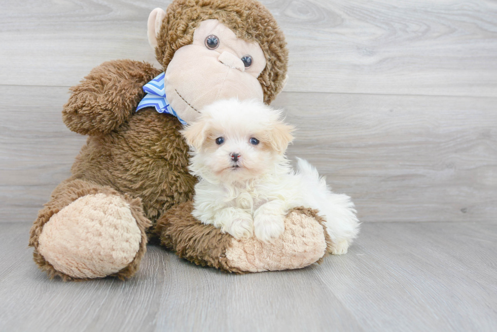 Smart Maltipoo Poodle Mix Pup