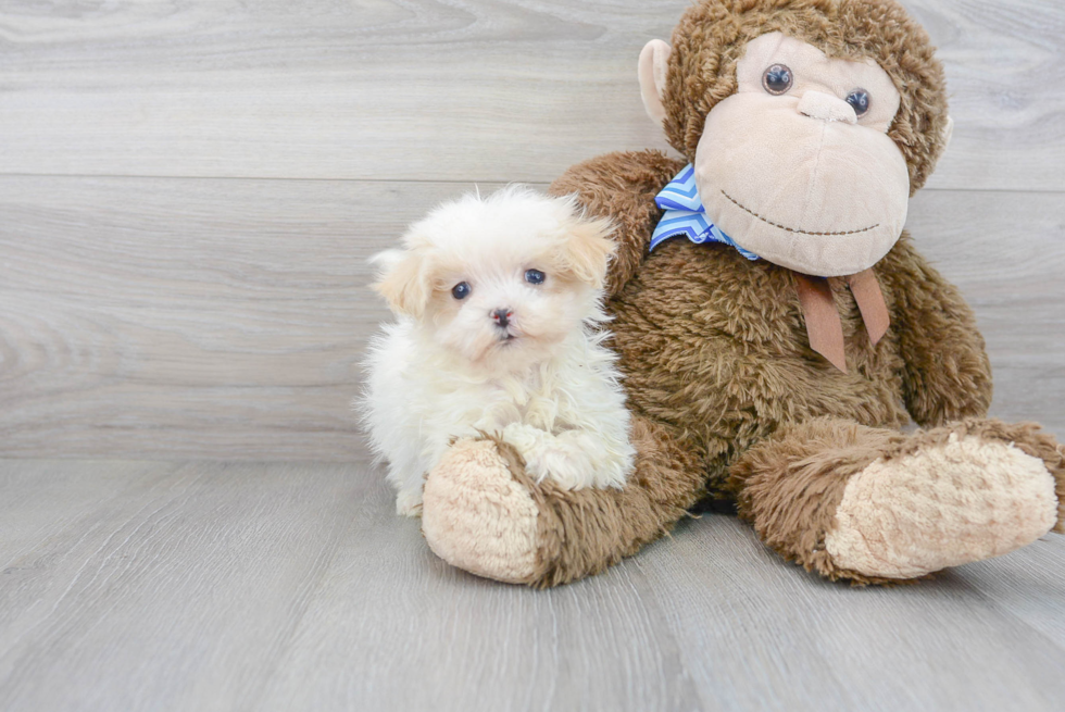 Playful Maltese Poodle Poodle Mix Puppy