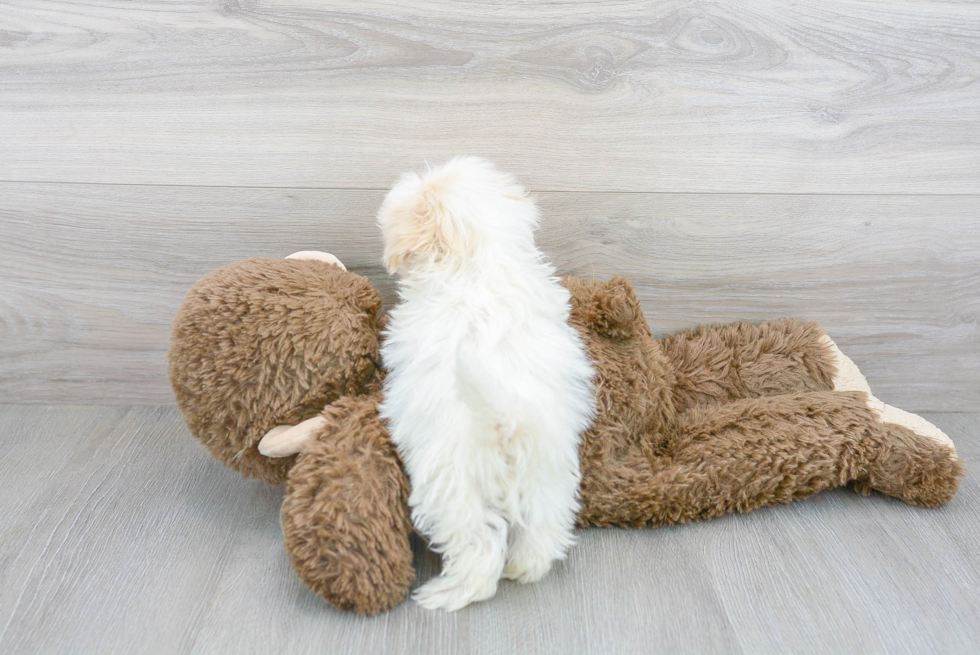 Energetic Maltepoo Poodle Mix Puppy