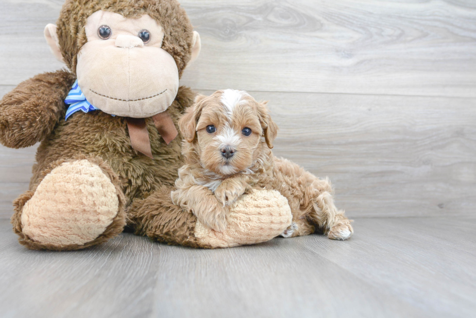 Friendly Maltipoo Baby