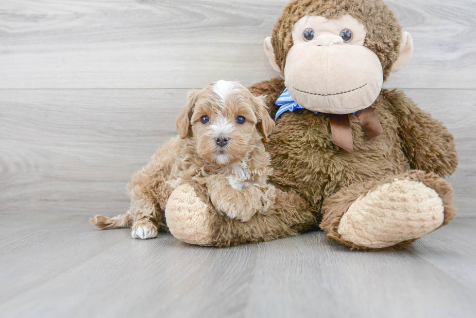 Small Maltipoo Baby