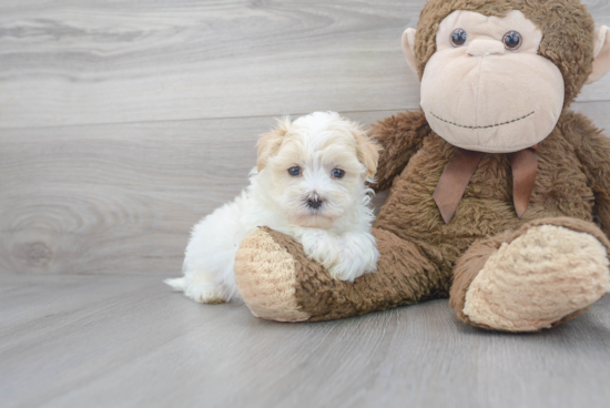 Best Maltipoo Baby