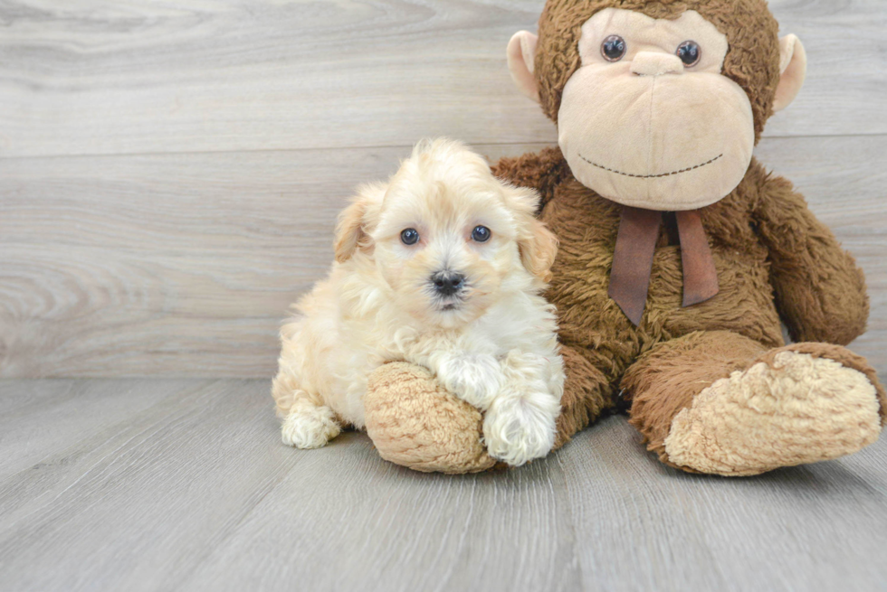 Maltipoo Pup Being Cute