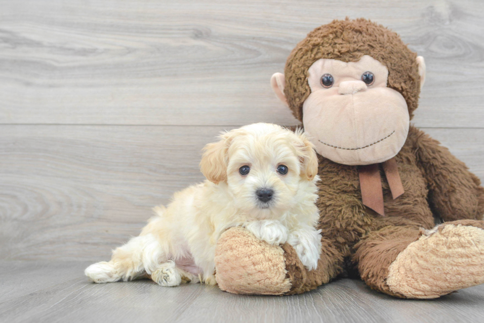 Best Maltipoo Baby