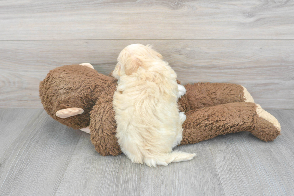 Maltipoo Pup Being Cute