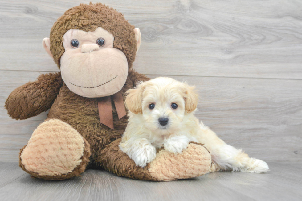 Adorable Maltese Poodle Poodle Mix Puppy