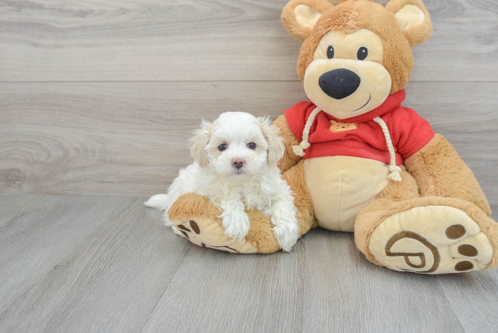 Best Maltipoo Baby