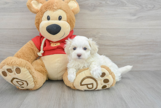 Smart Maltipoo Poodle Mix Pup